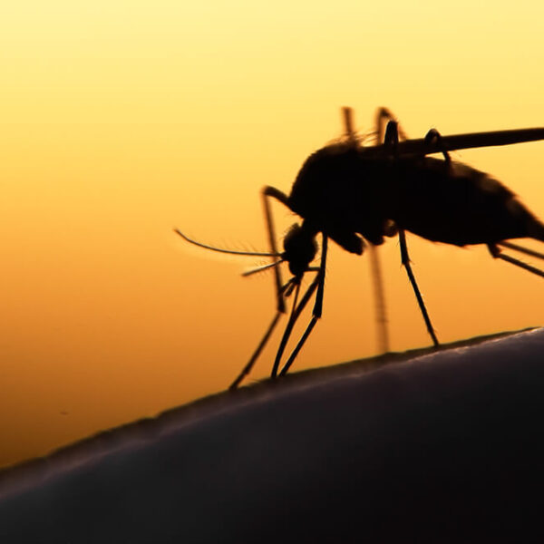 5 sposobów na naturalne odstraszanie komarów w ogrodzie