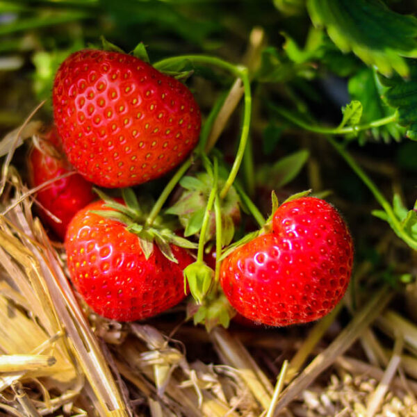 Ścielarka do truskawek