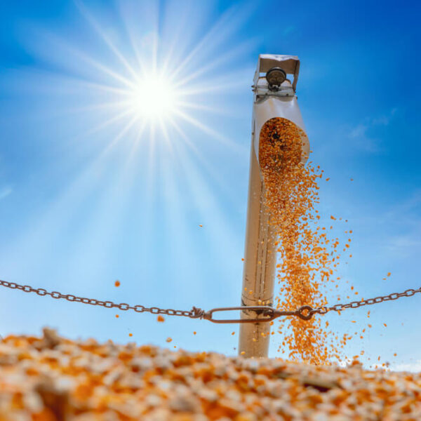 leśna przyczepa waryński